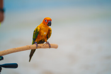 
A parrot is perching on a beach in the middle of the sea.