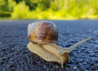 a snail walks on the road