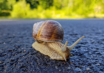 a snail walking on the asphalt