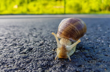 a snail walks on the road