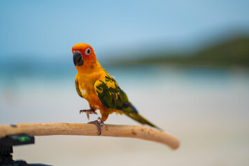 
A parrot is perching on a beach in the middle of the sea.