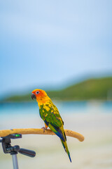 Fototapeta na wymiar A parrot is perching on a beach in the middle of the sea.
