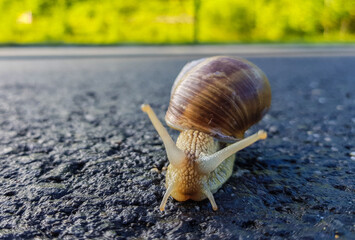a snail walking on the asphalt after the rain