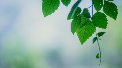 Fototapeta na wymiar Green Leaves On A Branch