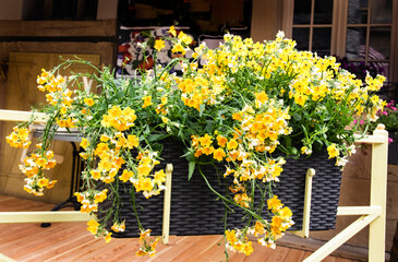 Hanging containers with yellow flowers of Nemesia on the terrace
