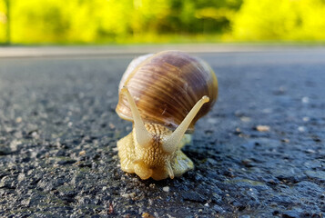 a snail walks on the road