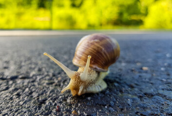 a snail walking on the asphalt