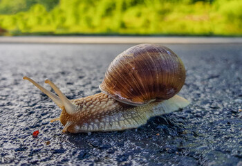 a snail walking on the asphalt