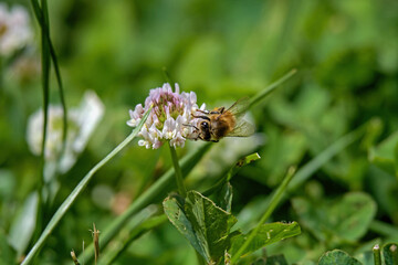 Honey bee on white clover flower in the midday sun.  Clover is a herbaceous perennial plant. The flowers are visited by honey bees and bumblebees.