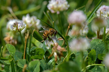 Honey bee on white clover flower in the midday sun.  Clover is a herbaceous perennial plant. The flowers are visited by honey bees and bumblebees.