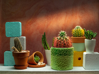 Room decoration with cactus and succulent plant on white shelf against old brick color wall.