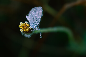 Macro of Pale Grass Blue Butterfly or Pseudozizeeria Maha Butterfly with Dew Droplets on a Flower, Perfect for Wallpaper