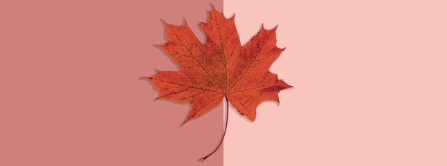 Fall Fashion, Vintage. Maple Leaf. Autumn Arrives. Minimal, Vanilla Pastel Background. Design Art Concept, Creative Sweet Style.
