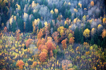 Fototapeta na wymiar Photo from a helicopter. Autumn fields and forests are painted with bright autumn colors.