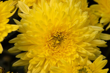 Close Up of Yellow Chrysanthemums Flower in Horizontal Orientaton, Perfect for Wallpaper and Background