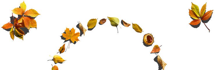 Multicolored leaves. Colorful autumn leaves collection isolated on white background