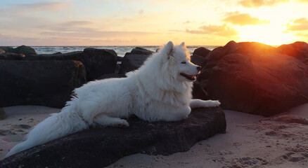 samoyed dog lying on the beach at sunset