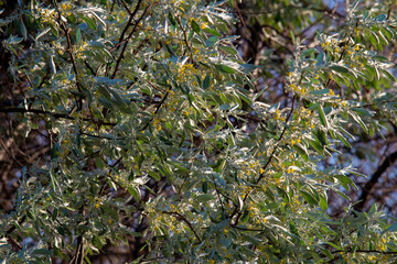 Green leaves of the tree  in windy summer day. Golden hour.