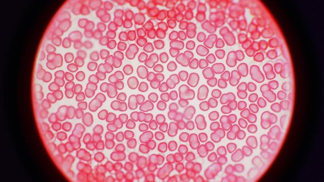 Blood cells movement microscopic view. Red blood cells, platelets and plasma. Microscope black frame or vignette. Medicine and Biology footage. Disease treatment. Scientific Cellular 4K 3D Animation