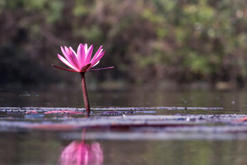 Water Lily Flower in a Pond with Selective Focus and Copy Space, Perfect for Wallpaper