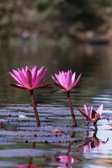 Water Lily Flowers in a Pond with Selective Focus in Vertical Orientation