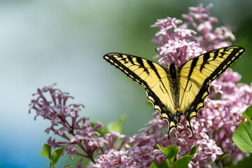 Fototapeta na wymiar butterfly on pink flower selective focus 