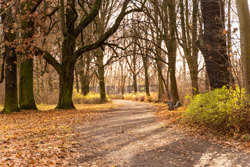 Sunset light crossing autumn yellow leaves at a park, Berlin, Germany.