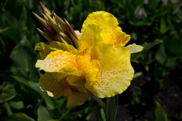Yellow Canna Lilly closeup
