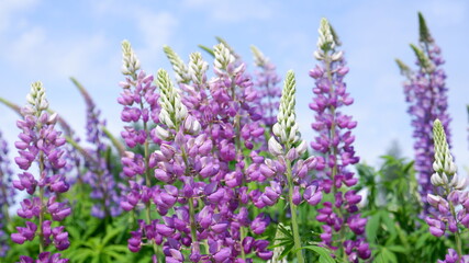 lavender field in provence. lupins