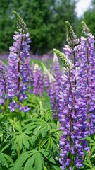 Obraz premium purple flowers in the garden. lupins