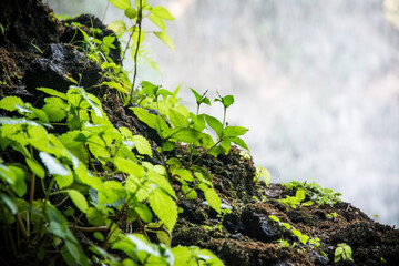 Green sprouts on the ground. Organic living.