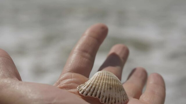 Close-up of a seashell in the palm of a man. seashell in male hand. 4k