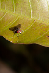 Macro of Brachycera Fly Sitiing on a Leaf in Vertical Orientation