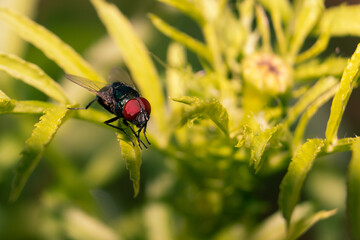 Macro of Brachycera Fly Sitiing on a Leaf, Perfect for Wallpaper