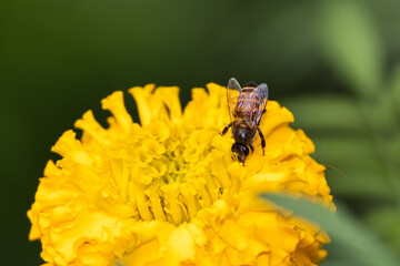 Macro of Honey Bee Collecting Honey from a Marigold Flower, Perfect for Wallpaper