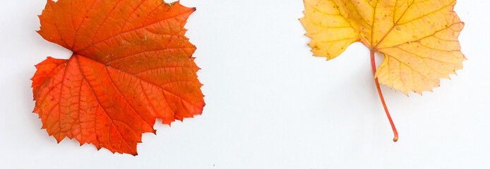 Multicolored leaves. Colorful autumn leaves collection isolated on white background