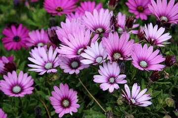 Purple flowers of Dimorphotheca ecklonis