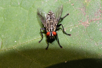 Macro of Housefly Sitting on a Leaf