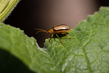 Macro of Leaf Beetle Insect Sitting on a Leaf, Perfect for Wallpaper
