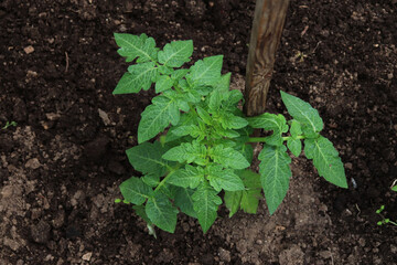 young tomato bushes in a greenhouse