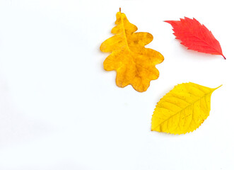 Multicolored leaves. Colorful autumn leaves collection isolated on white background