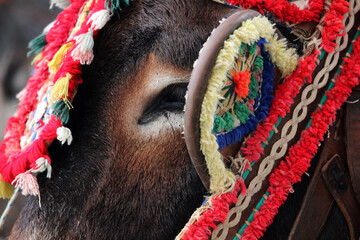 Detail of a donkey from the town of Mijas (Malaga). These animals are used as donkey taxi