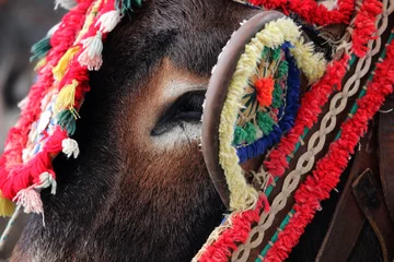 Fotobehang Detail of a donkey from the town of Mijas (Malaga). These animals are used as donkey taxi © jimenezar