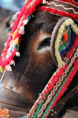 Foto op Canvas Detail of a donkey from the town of Mijas (Malaga). These animals are used as donkey taxi © jimenezar