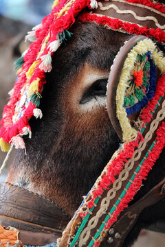 Detail of a donkey from the town of Mijas (Malaga). These animals are used as donkey taxi