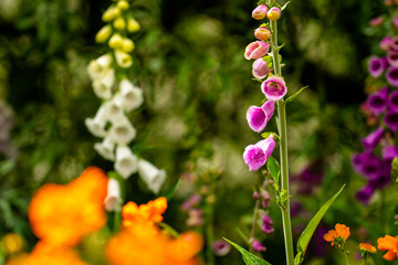 Spring foxgloves