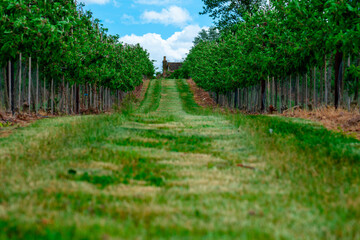 Spring orchards
