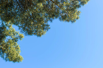 Pine branches on blue sky background with copy space.