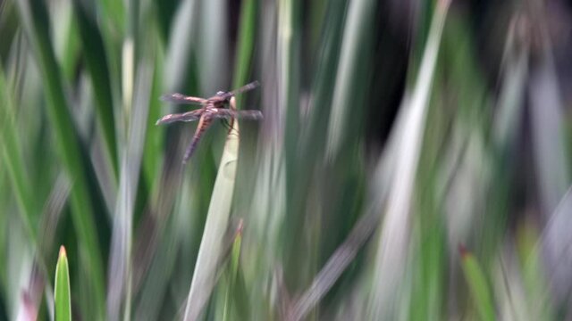 Four-spotted chaser (Libellula quadrimaculata) resting on a reeds swaying in the strong wind. Shallow depth of field, colorful green background.