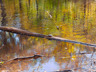 Pond and Turtle in Autumn - Westwood